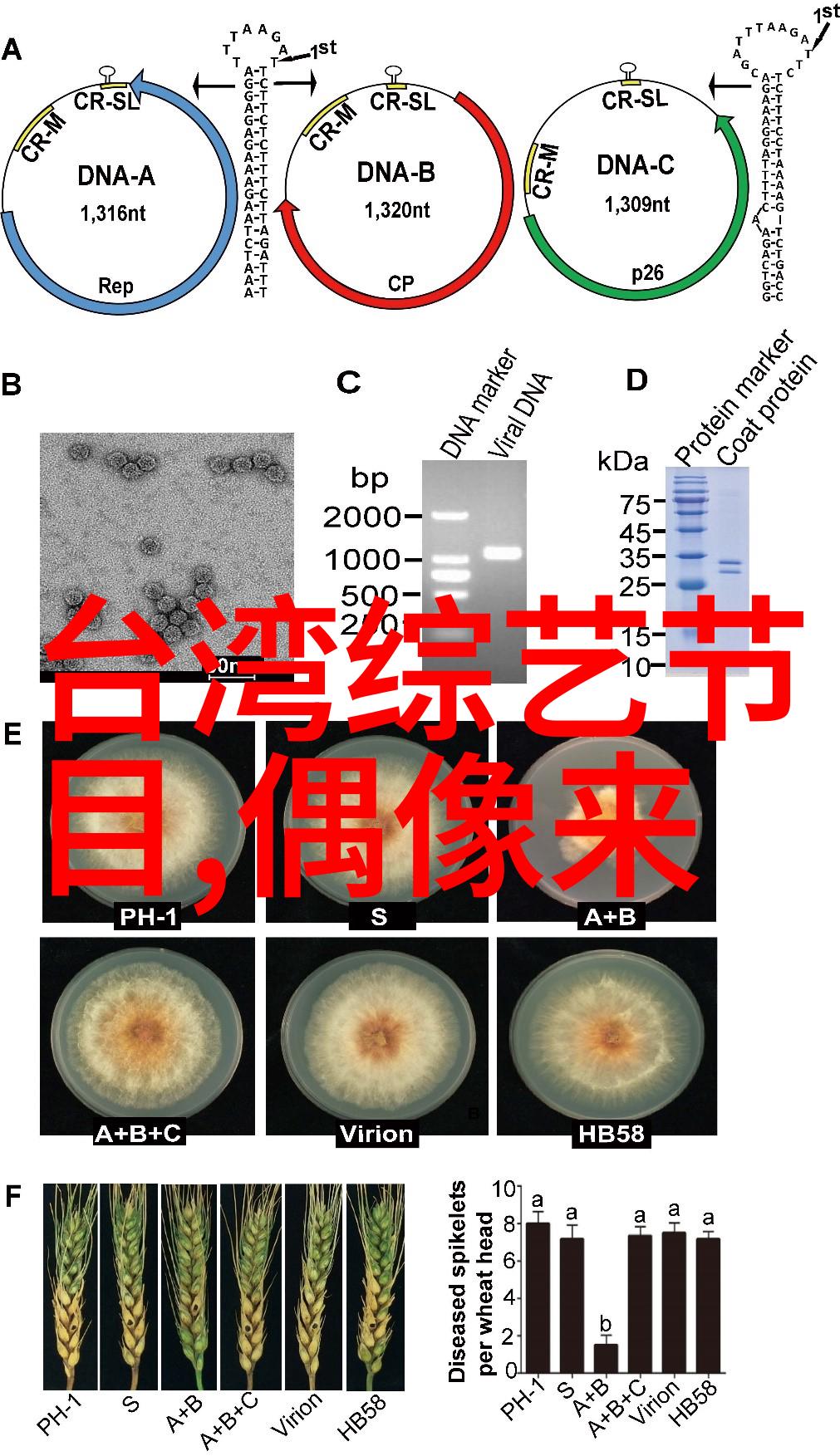 我们相爱吧之爱有天意郑恺当女友经纪人 程晓玥感动点赞他很不容易